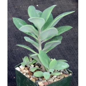 Kleinia semperviva ssp. grantii 4-inch pots