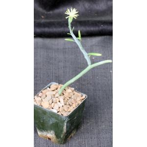 Kleinia descoingsii 3-inch pots