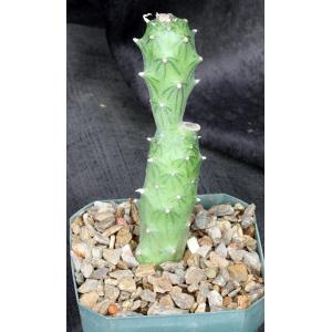 Kleinia mweroensis ssp. saginata5-inch pots