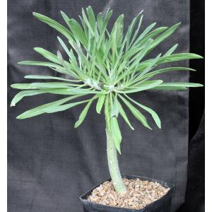 Kleinia neriifolia one-gallon pots