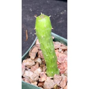 Kleinia obesa 3-inch pots