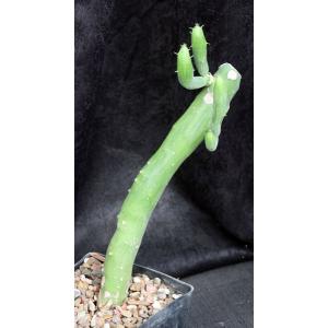 Kleinia obesa one-gallon pots