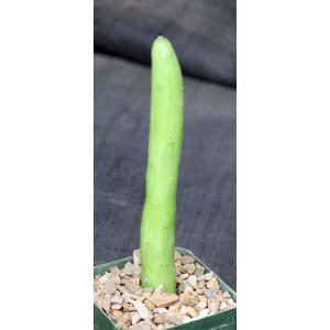 Kleinia obesa 4-inch pots
