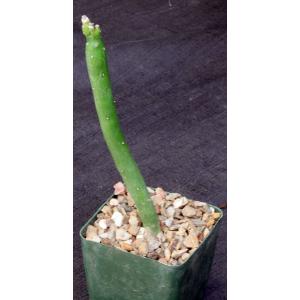 Kleinia obesa 4-inch pots