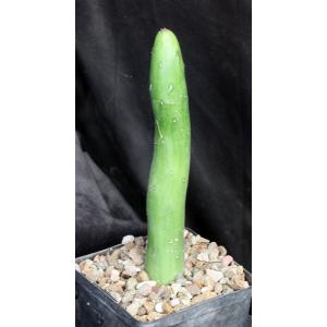 Kleinia obesa 5-inch pots