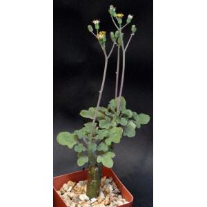 Kleinia articulata 4-inch pots