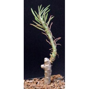 Kleinia picticaulis 5-inch pots