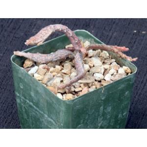 Kleinia descoingsii 4-inch pots