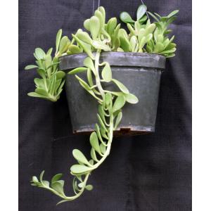 Kleinia petraea (WY 1183) 10-inch pots