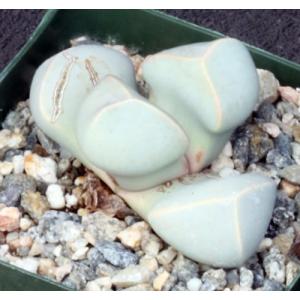 Lapidaria margaretae 4-inch pots