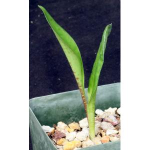 Ledebouria revoluta (Tanzania) 4-inch pots