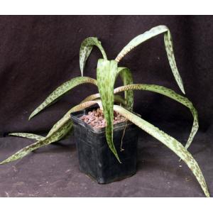 Ledebouria revoluta (Tanzania) 5-inch pots