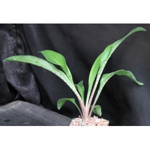 Ledebouria revoluta (Tanzania) 4-inch pots