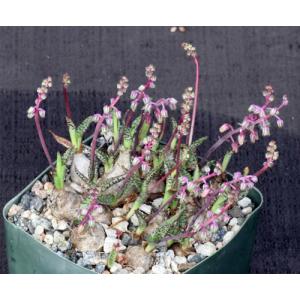 Ledebouria socialis ‘Miner’ 4-inch pots