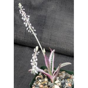 Ledebouria socialis (variegate) 4-inch pots