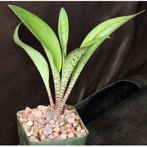 Ledebouria revoluta (Namibia) 3-inch pots