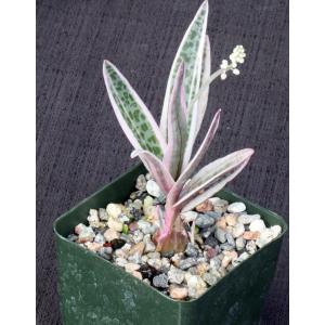 Ledebouria socialis (variegate) 4-inch pots