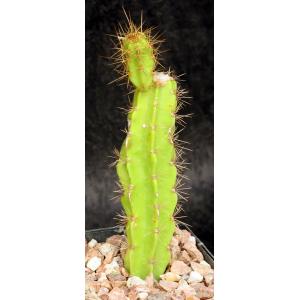Leptocereus santamariae 5-inch pots