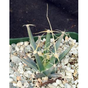 Leuchtenbergia principis 4-inch pots