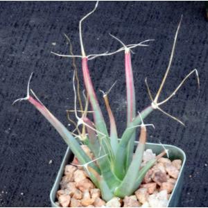 Leuchtenbergia principis 2-inch pots