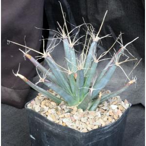 Leuchtenbergia principis one-gallon pots