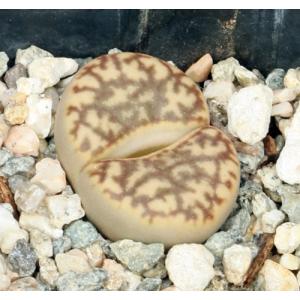 Lithops bromfieldii (C363) 2-inch pots