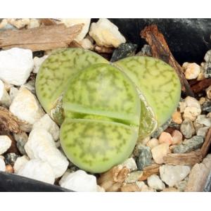 Lithops bromfieldii var. insularis (sulfurea) 2-inch pots