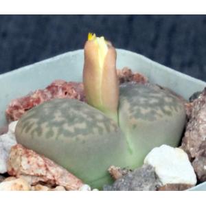 Lithops bromfieldii var. insularis 2-inch pots