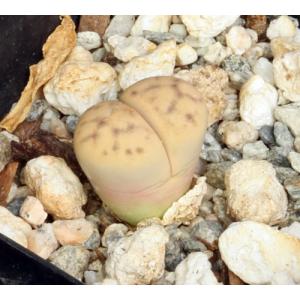 Lithops dinteri var. frederici (C180) 2-inch pots