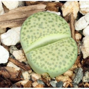 Lithops fulviceps var. aurea (C363) 2-inch pots