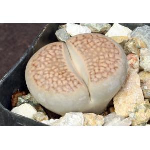 Lithops hallii var. hallii (C94) 2-inch pots