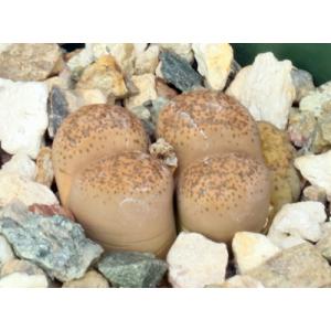 Lithops localis var. terricolor 4-inch pots