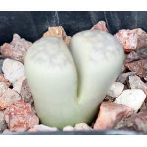 Lithops optica (C294) 2-inch pots
