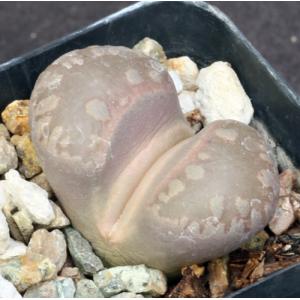 Lithops otzeniana (SH 531) 2-inch pots