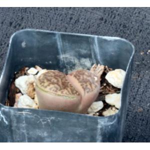 Lithops bromfieldii (C368) 2-inch pots