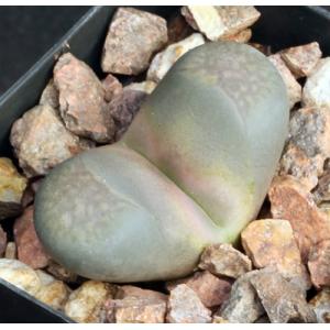 Lithops comptonii  2-inch pots