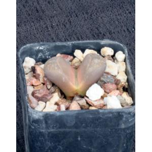 Lithops comptonii 2-inch pots