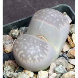 Lithops helmutii 3-inch pots