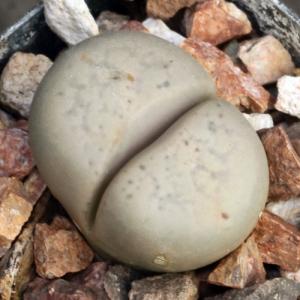 Lithops francisci (C140) 2-inch pots