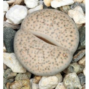 Lithops fulviceps var. lactinea (C222) 2-inch pots