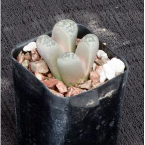 Lithops helmutii 2-inch pots