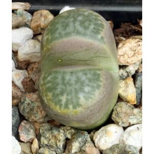 Lithops helmutii (C271) 2-inch pots