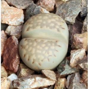 Lithops julii ssp. fulleri 2-inch pots