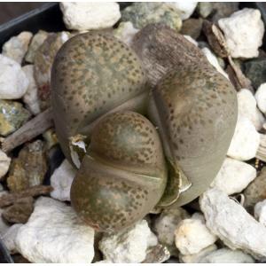 Lithops localis var. terricolor 2-inch pots