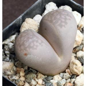 Lithops optica (maculate form) 2-inch pots