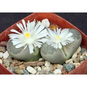 Lithops otzeniana (Cole 350) 4-inch pots