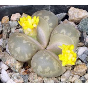 Lithops otzeniana (Cole 350) 2-inch pots