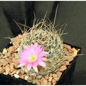 Lobivia winteriana 4-inch pots