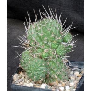 Lobivia wrightiana 5-inch pots