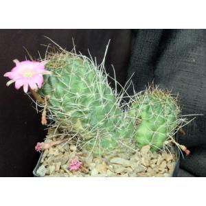 Lobivia wrightiana one-gallon pots